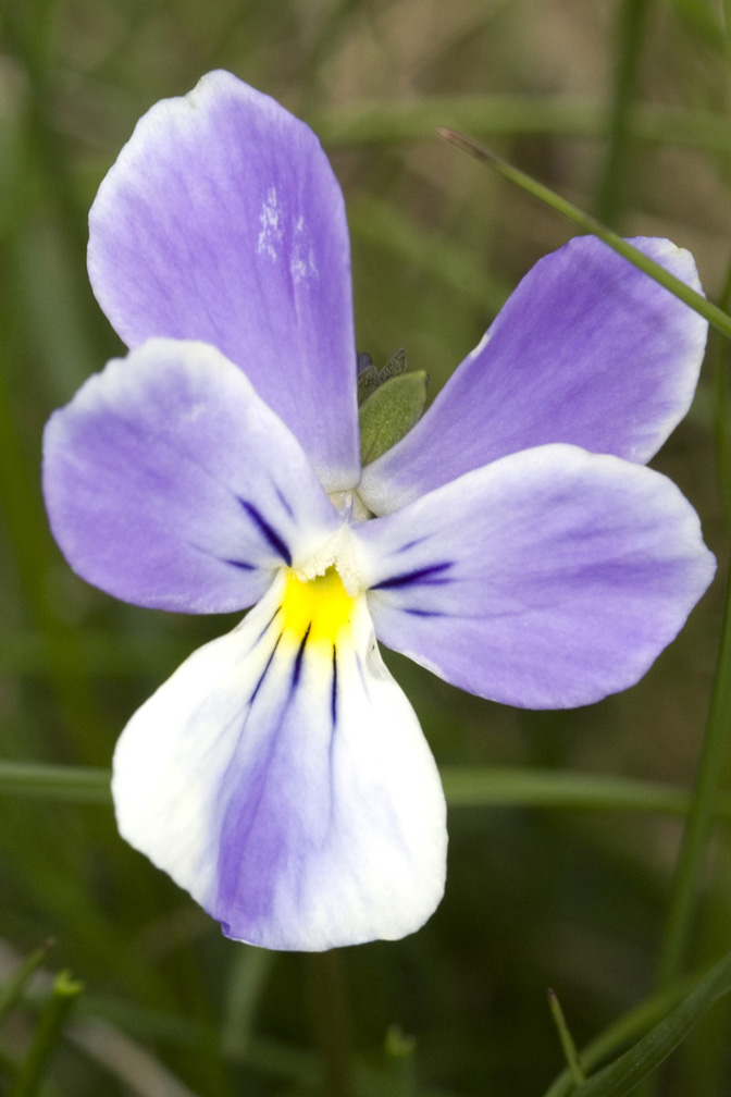 Viola calcarata/Viola con sperone